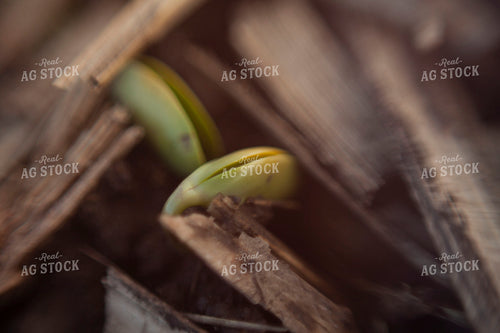 Soybeans - Early Growth 1439