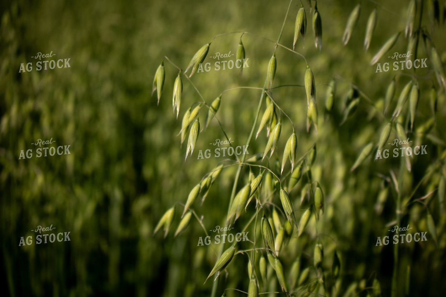Midseason Oats 214236