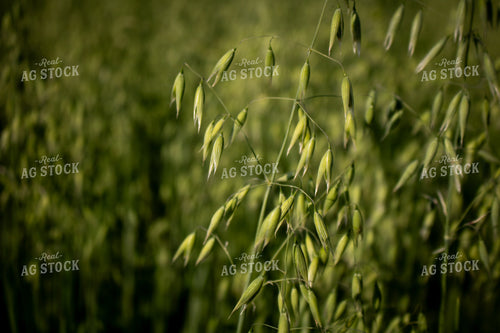 Midseason Oats 214236