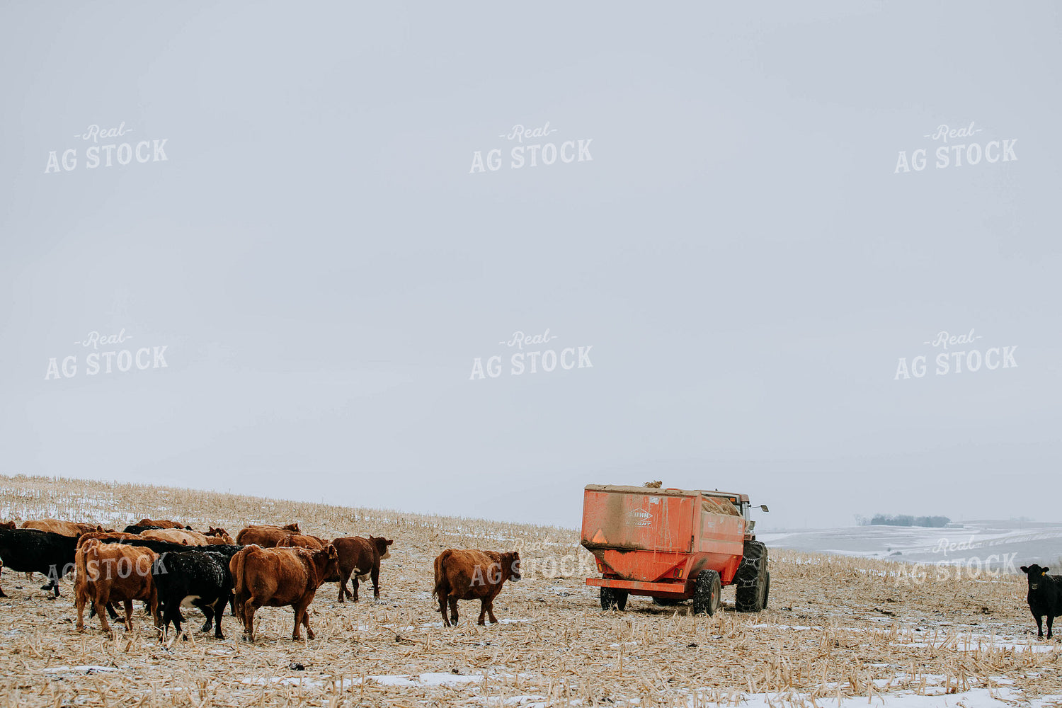 Cattle in Pasture and feed mixer 77169