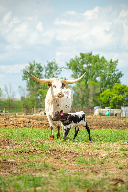 Longhorn Cow Calf Pair 155510