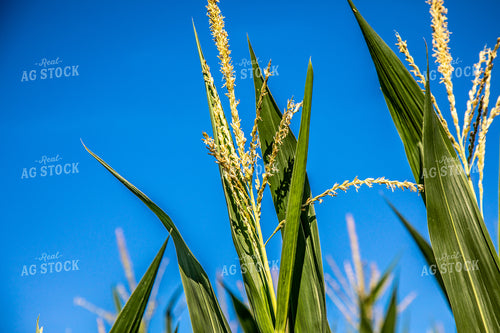 Corn Tassel 250132