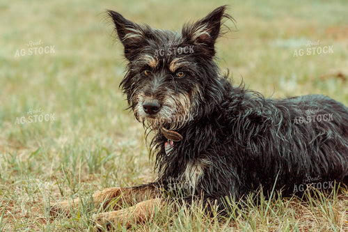 Ranch Dog 58076