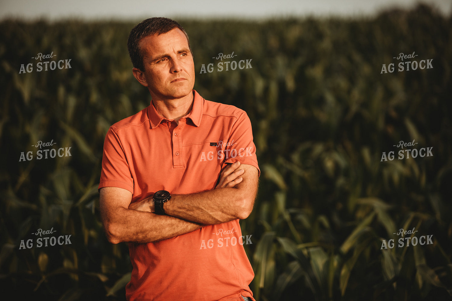 Farmer Looking Out Over Corn Field 4547