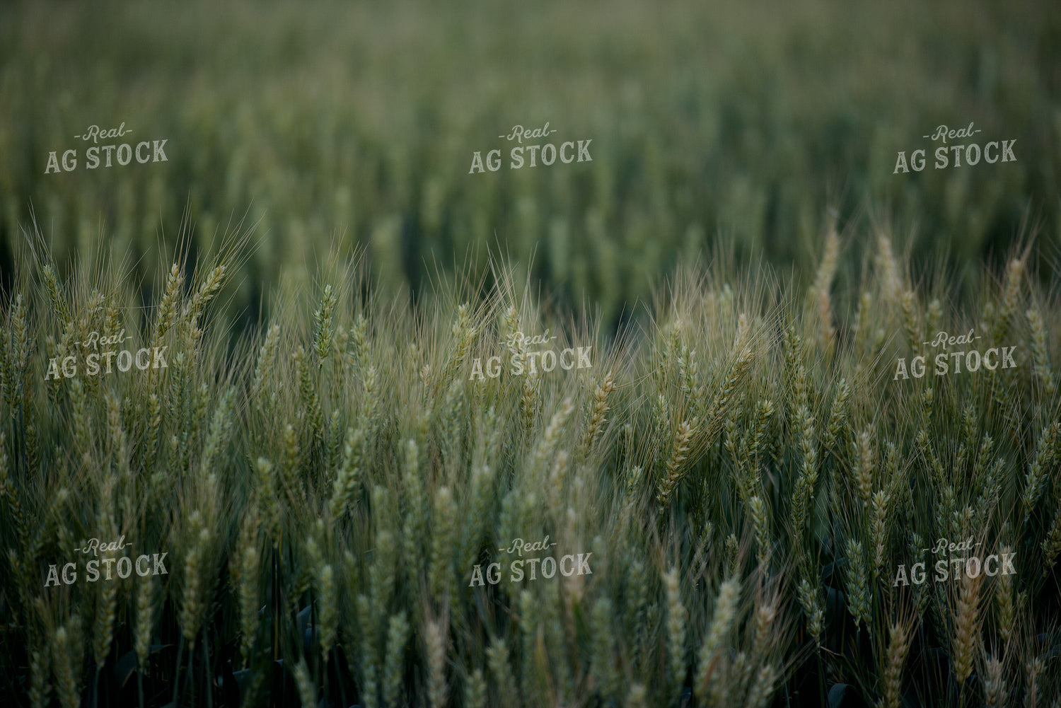 Green Wheat Field 57021