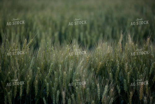 Green Wheat Field 57021