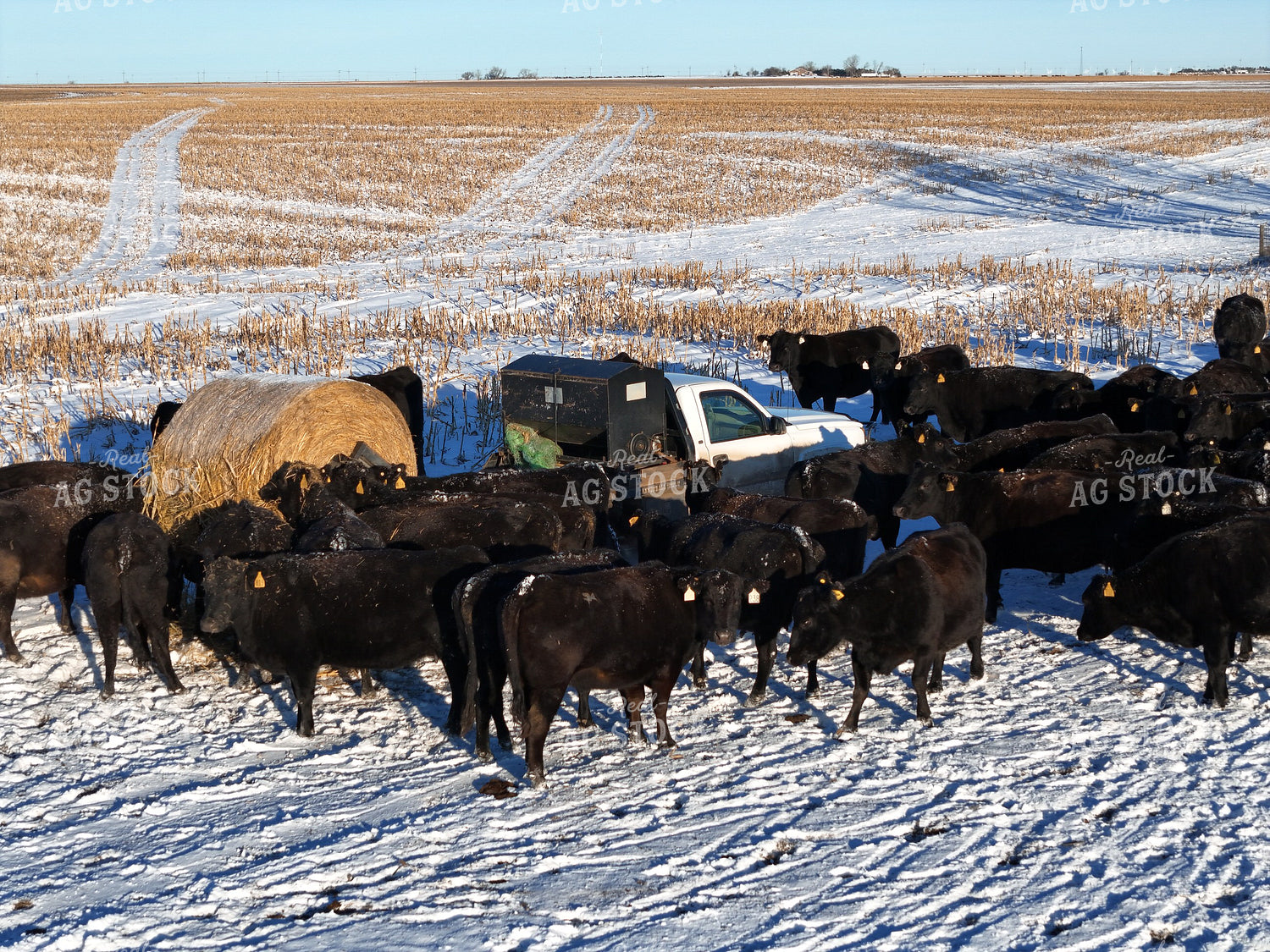 Feeding Cattle with Bale Bed Truck 239461