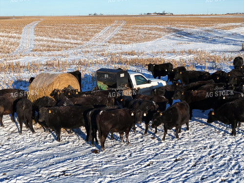 Feeding Cattle with Bale Bed Truck 239461