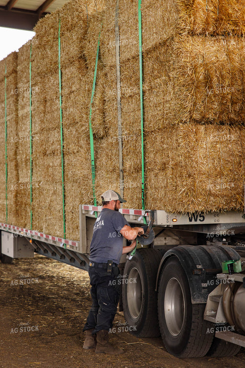 Farmer Securing Wheat Straw Bales 152671