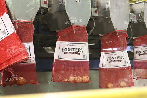 Packaging Onions 102087