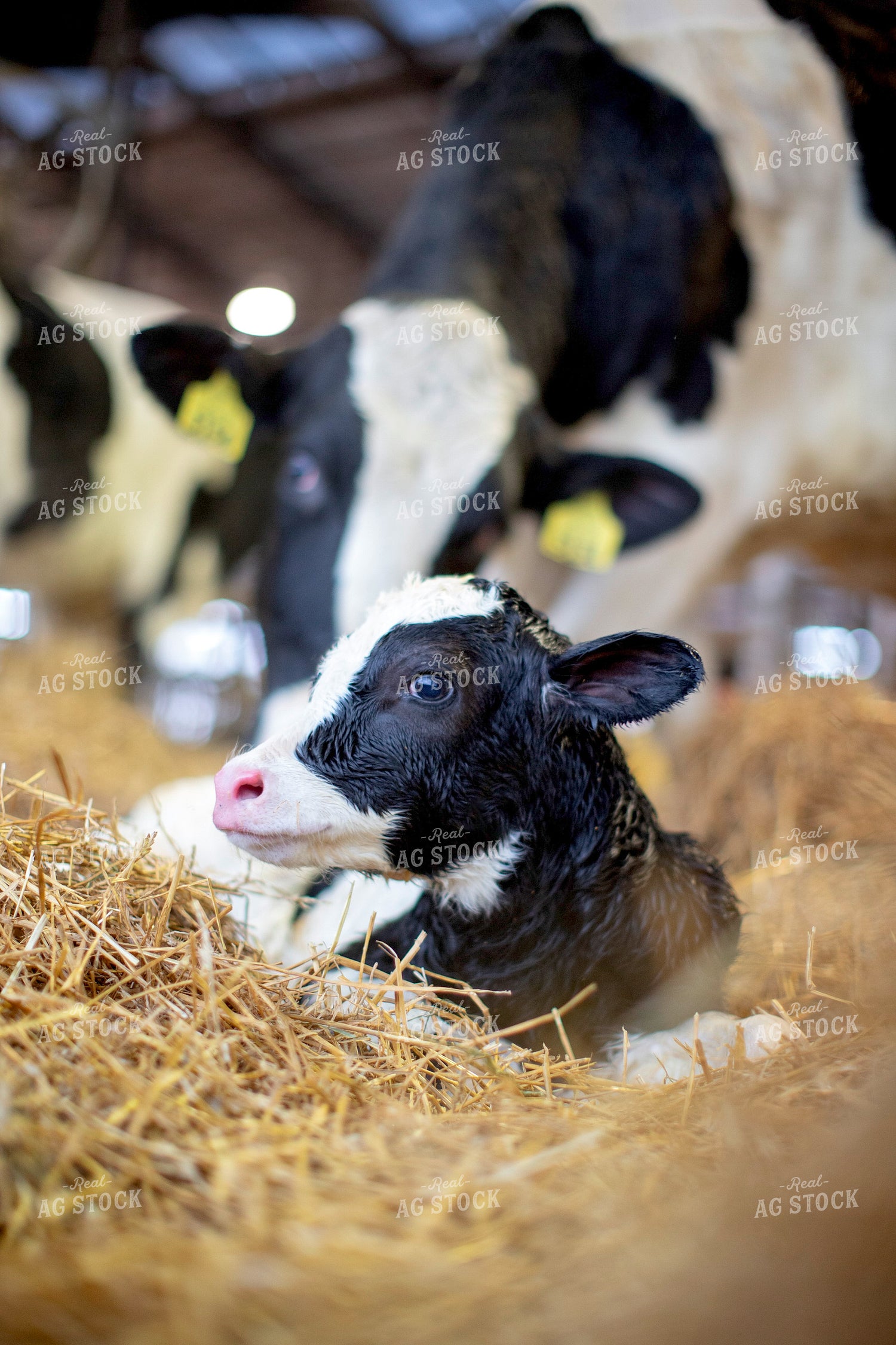 Holstein Calf 55373
