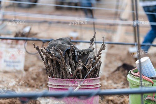 Vineyard Grape Production 107034