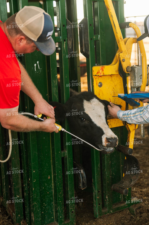 Processing Cattle in Chute 125212