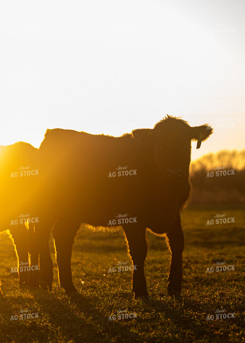Cattle on Pasture 264055