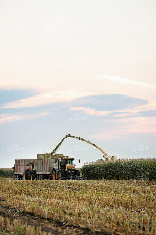 Chopping Corn Silage 152978