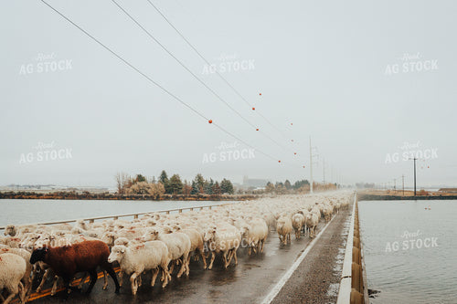Sheep Crossing Road 83091