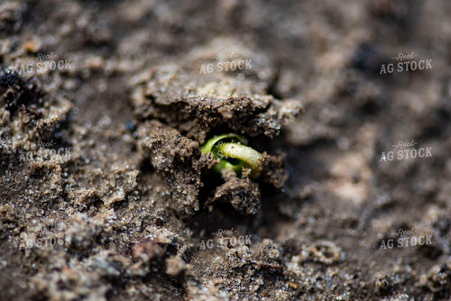 Cotton Seedling Emerges from Ground 136032
