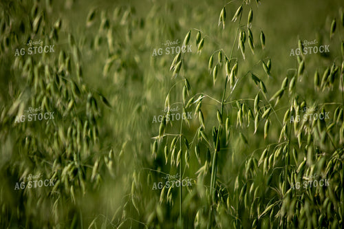 Midseason Oats 214230