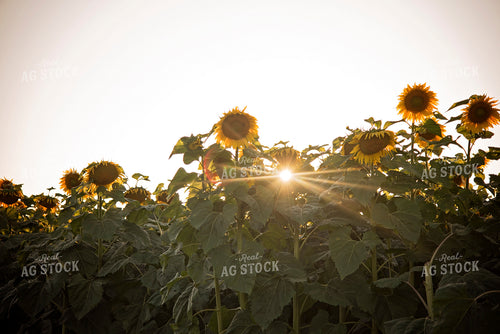 Sunflowers 137039