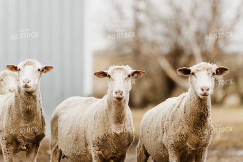 Sheep in Farmyard 68143