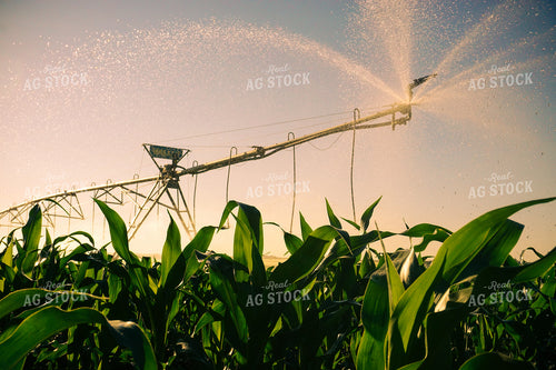 Irrigation Line Running 148000