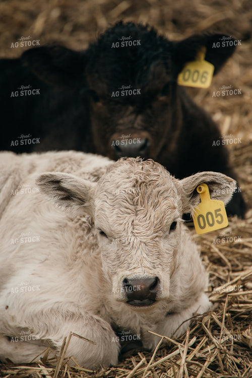 Calves 194050