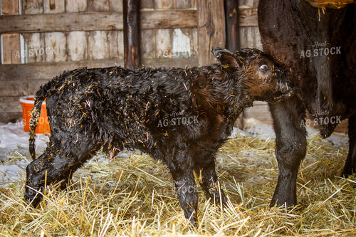 Angus Cattle 155027