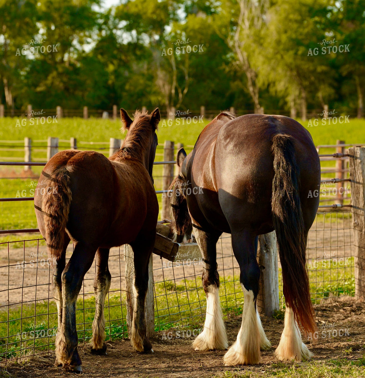 Draft Horse and Foal 299171