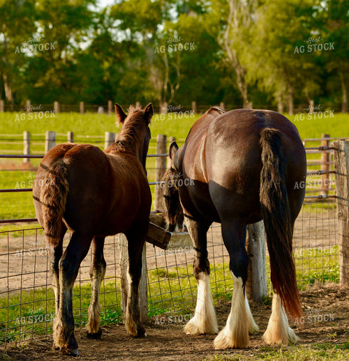 Draft Horse and Foal 299171