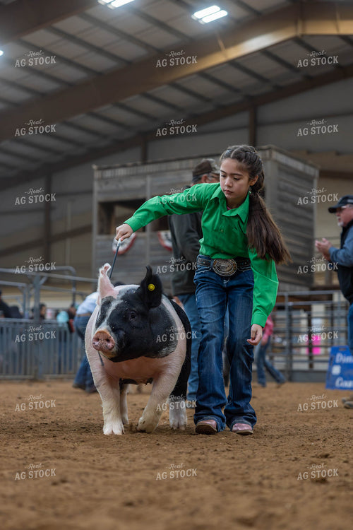Showing Pigs 98064