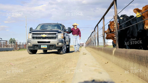 Feedyard Video Checking Cattle 3127
