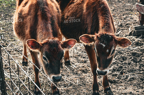 Jersey Calves 166017
