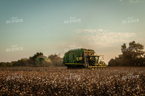 Cotton Harvest 59075