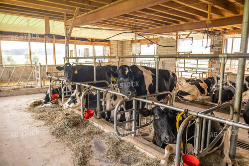 Holstein Cattle in Sand Beds 270186