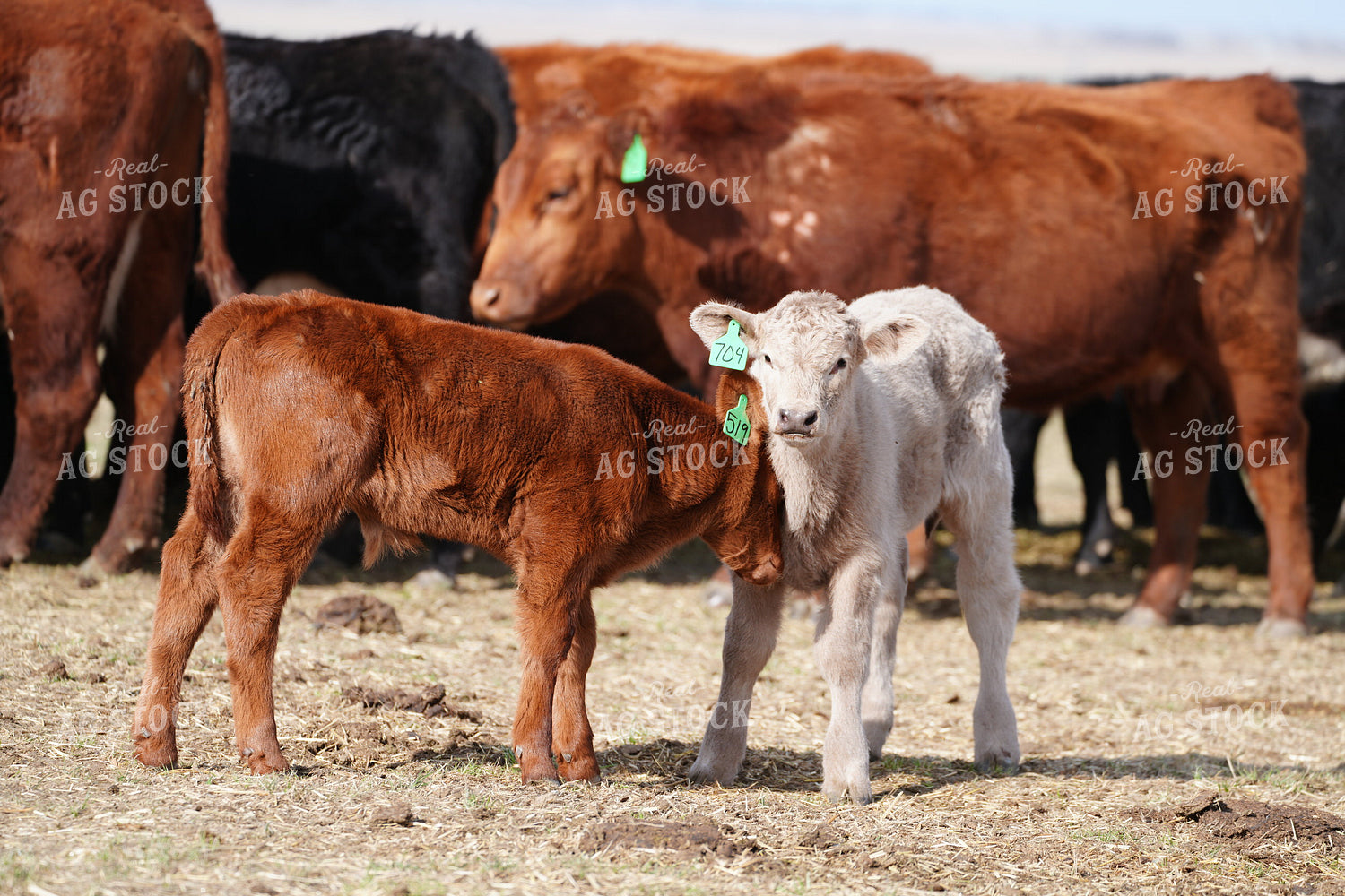 Cows and Calves 293018