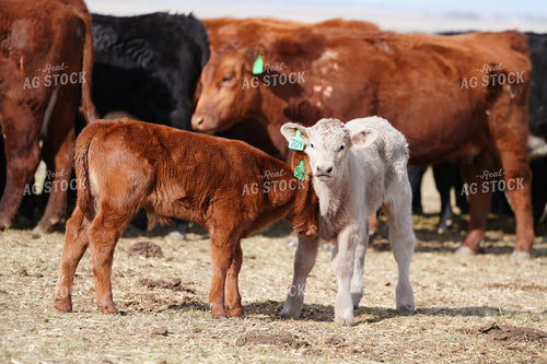 Cows and Calves 293018