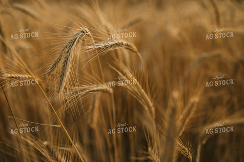 Field of Rye 5964