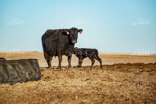 Calving Season 155546