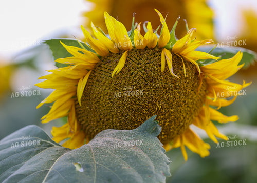 Sunflowers 160175