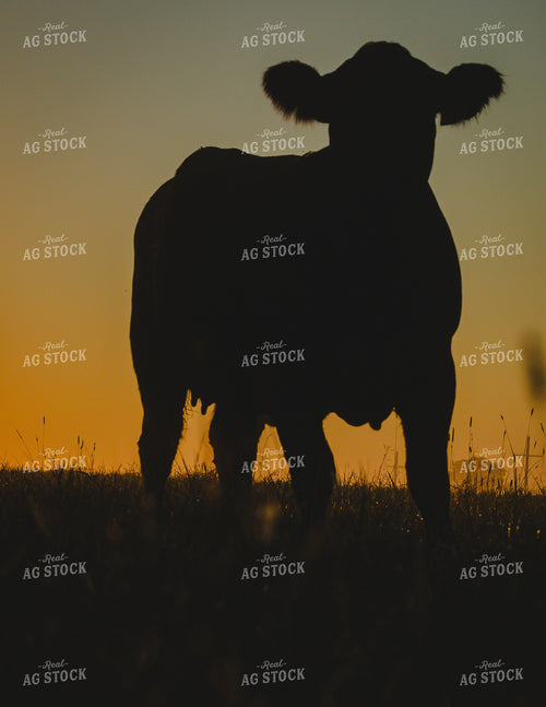 Black Angus Cattle on Pasture at Sunrise 219121