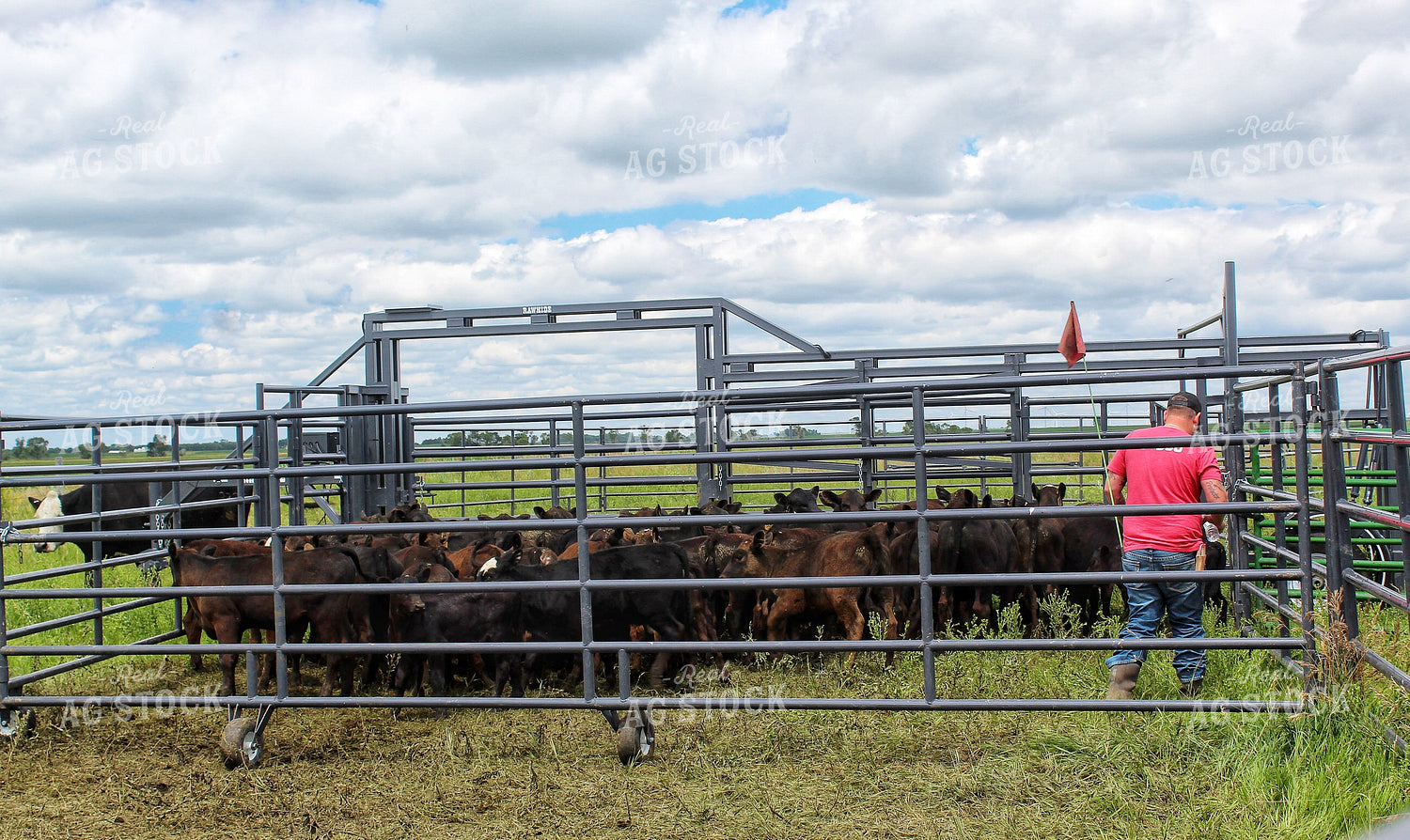Cattle Pen in Pasture 141348