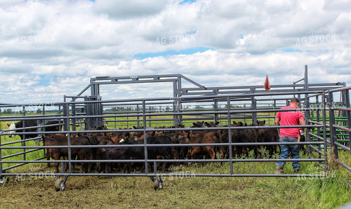 Cattle Pen in Pasture 141348