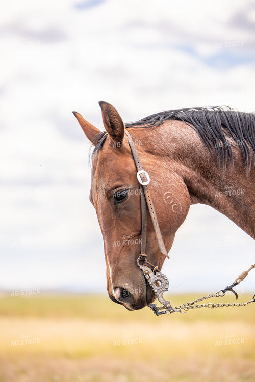 Horse 304080