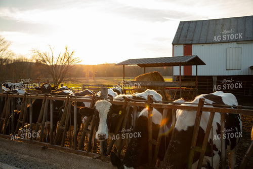 Holstein Cattle 142027