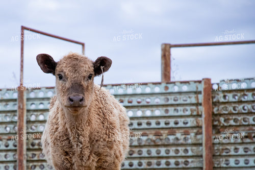 Crossbred Calf 208036