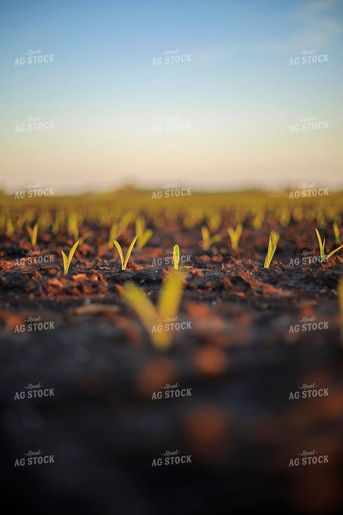 Spring Corn 93156