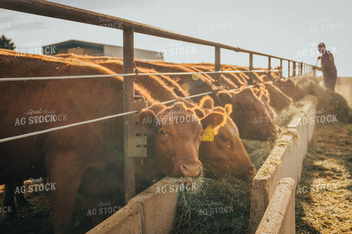 Angus Cattle Eating Out of Trough 97054
