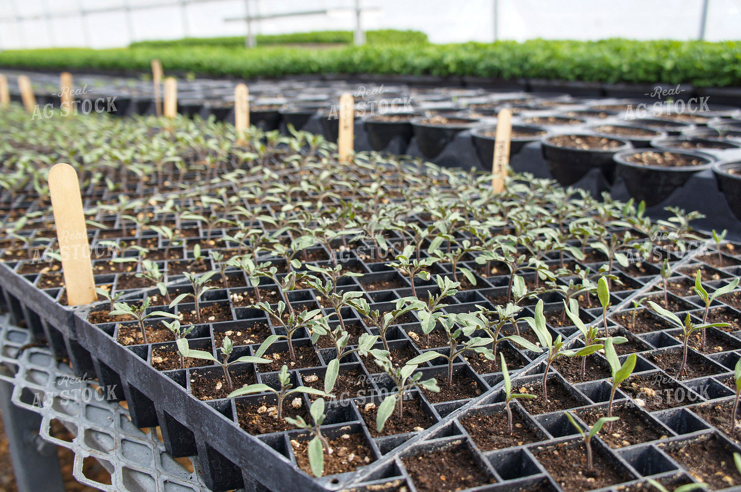 Tomatoes 156033
