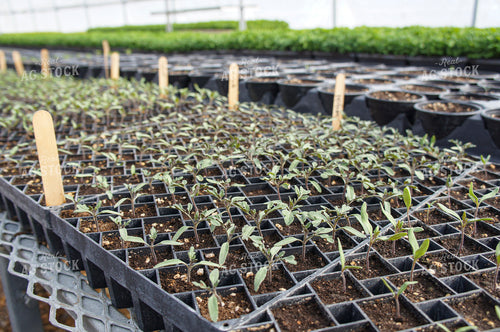 Tomatoes 156033