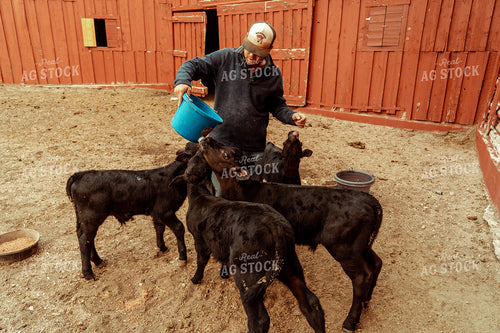 Angus Calves with Red Barn and Rancher 58148
